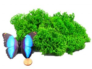 Muwse Islandmoos Grasgrün 10 g händisch gerupft Osternest Weihnachtskrippe