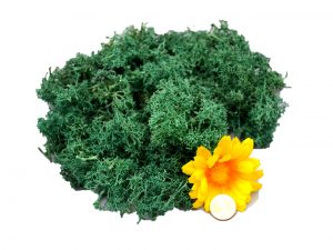 Muwse Islandmoos Kieferngrün 10 g händisch gerupft Osternest Weihnachtskrippe