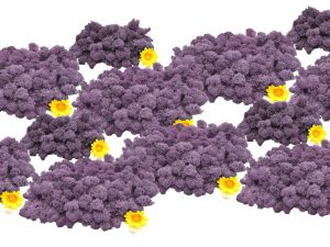 Muwse Islandmoos Flieder 1000 g Basteln Wandbilder Dekoration Gestalten