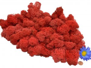 Muwse Islandmoos Mohnrot 100 g Basteln Wandbilder Dekoration Gestalten