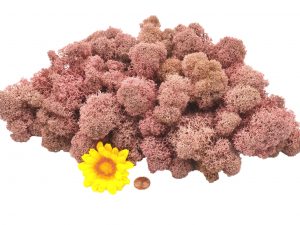 Muwse Islandmoos Rosa 100 g Maßstab Spur 1 Modellbau