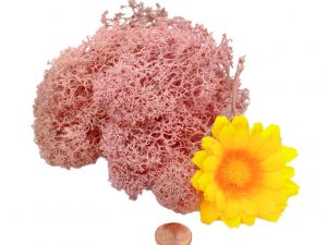 Muwse Islandmoos Rosa 10 g Maßstab Spur 1 Modellbau