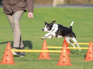 Trixie Pylonen-Hindernis 3er Set - ø 23 × 30 cm/78 cm