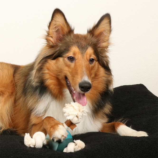 D&D Hundespielzeug Levi - lagoon – Bild 4