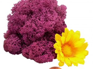 Muwse Islandmoos Viola 10 g Maßstab Spur G Modellbau