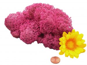 Muwse Islandmoos Veilchen Pink 10 g Maßstab Spur G Modellbau