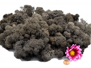 Muwse Islandmoos Dunkelgrau 100 g Maßstab Spur 0 Modellbau