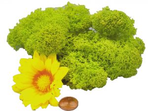 Muwse Islandmoos Frühlingsgrün 10 g Maßstab Spur 0 Modellbau