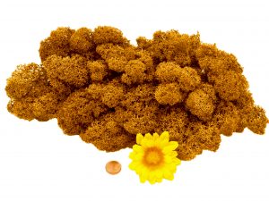 Muwse Islandmoos Melonengelb 50 g Maßstab Spur 0 Modellbau